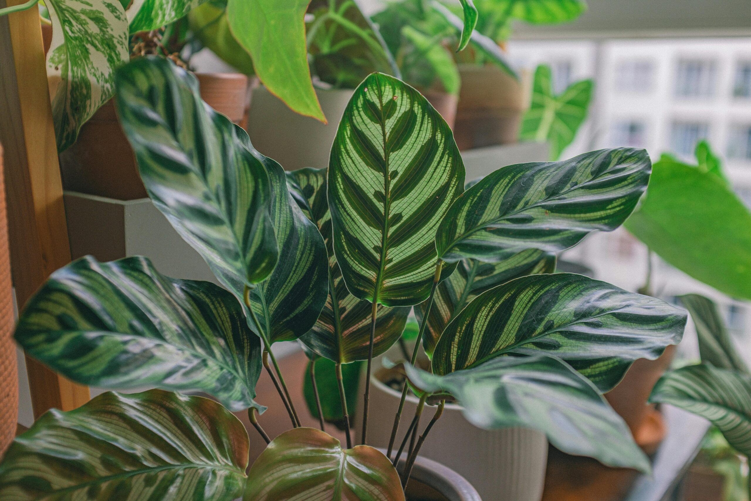 Calathea, la planta que escucha la luz y enseña a esperar