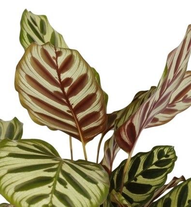 Calathea, la planta que escucha la luz y enseña a esperar