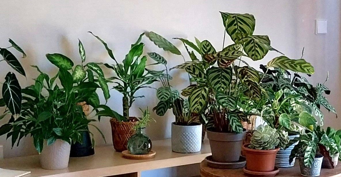 La paciencia verde: lo que me enseñan las plantas 
