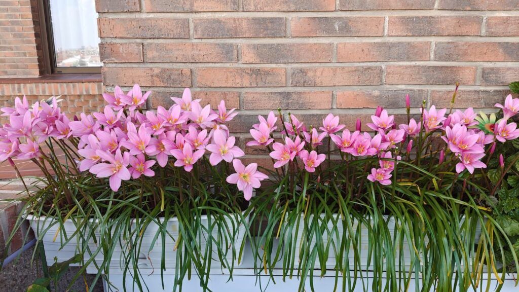Brujitas en flor: magia breve y hermosa en tu ventana